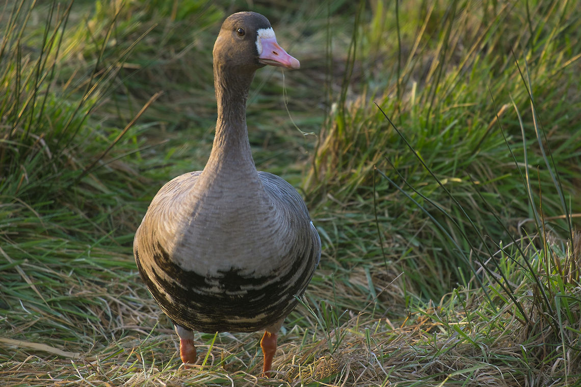 Greater White Fronted Goose  Anser albifrons,Geotagged,Greater White-fronted Goose,United States