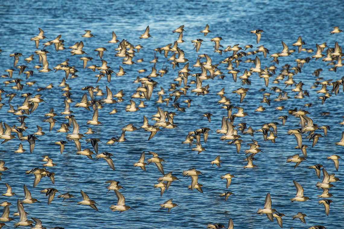 Flock of Dunlin Every once in a while something would disturb the flock and they&#039;d fly in fantastic formations, turning and flashing in the setting sun. Calidris alpina,Dunlin,Geotagged,United States
