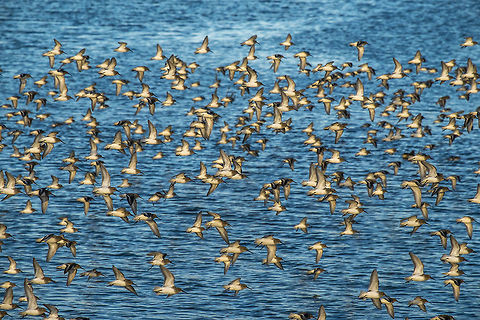 Flock of Dunlin Every once in a while something would disturb the flock and they'd fly in fantastic formations, turning and flashing in the setting sun. Calidris alpina,Dunlin,Geotagged,United States