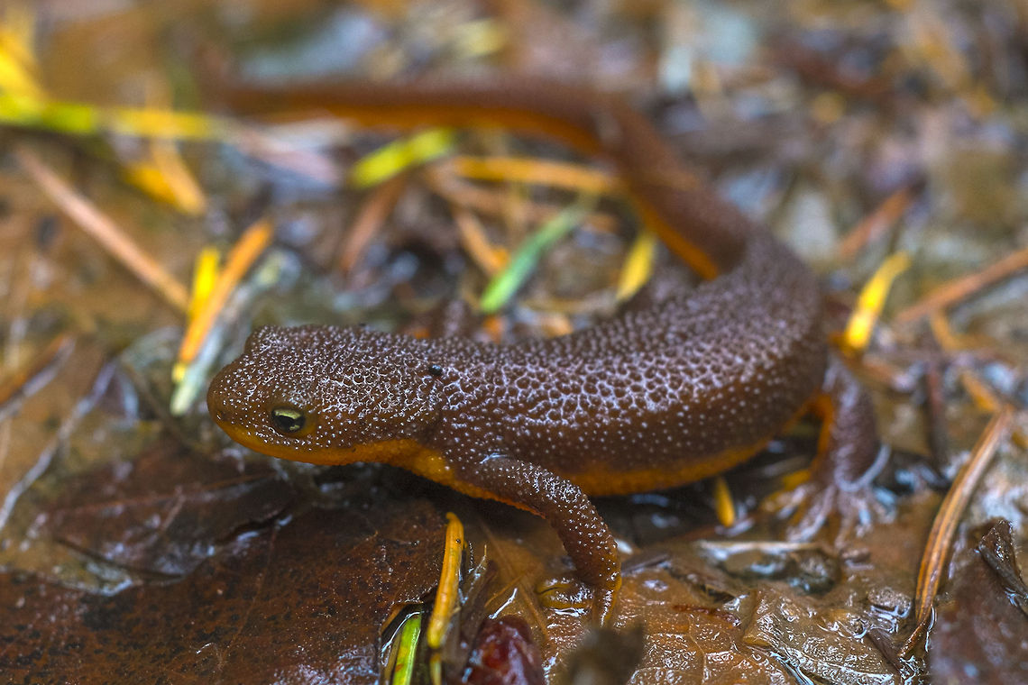Rough Skinned Newt Handle with care! This little guy is extremely poisonous. You can pick him up (he doesn't secrete his poison, it's contained in his skin), but try to eat him and you'll die… he produces the same type of poison that the infamous puffer fish does. Geotagged,Rough-skinned newt,Taricha granulosa,United States