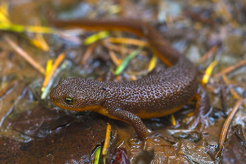Rough Skinned Newt Handle with care! This little guy is extremely poisonous. You can pick him up (he doesn't secrete his poison, it's contained in his skin), but try to eat him and you'll die… he produces the same type of poison that the infamous puffer fish does. Geotagged,Rough-skinned newt,Taricha granulosa,United States