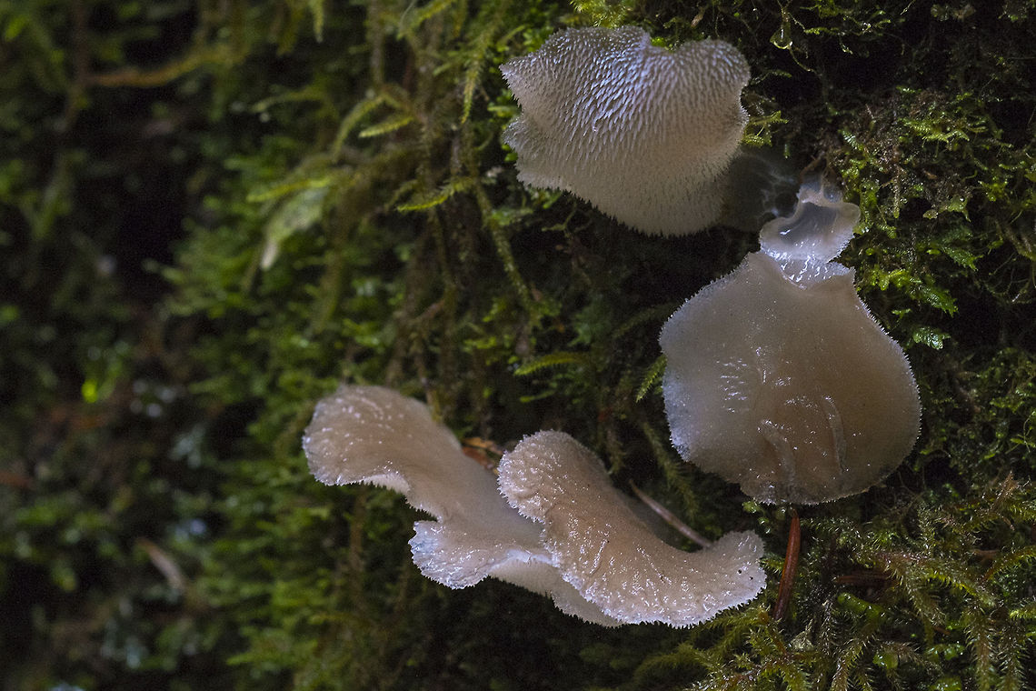 Toothed Jelly Fungus  Geotagged,Pseudohydnum gelatinosum,United States