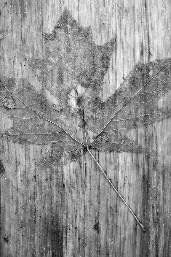 maple leaf  Fall,Geotagged,United States,leaf