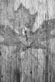 maple leaf  Fall,Geotagged,United States,leaf