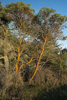 Pacific Madrone Tree  Arbutus menziesii,Geotagged,Pacific Madrona,United States