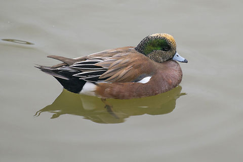 American Wigeon male had a totally ducky day at the bird sanctuary ;-) American wigeon,Anas americana,Canada,George C. Reifel Migratory Bird Sanctuary,Geotagged,Mareca americana