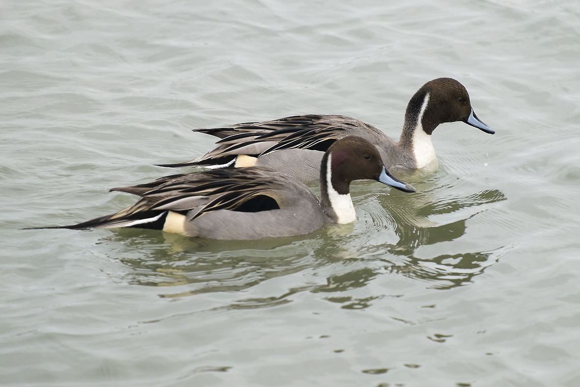 Northern Pintail males  Anas acuta,Canada,George C. Reifel Migratory Bird Sanctuary,Geotagged,Northern Pintail