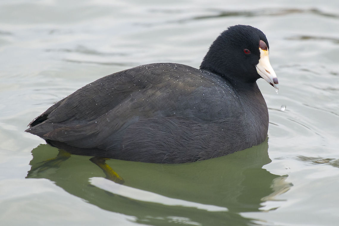 American Coot  American coot,Canada,Fulica americana,Geotagged