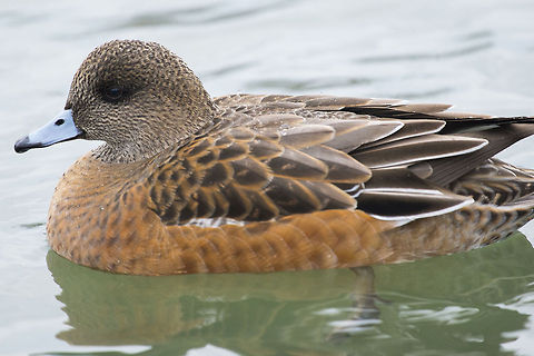 American Wigeon female  American wigeon,Anas americana,Canada,George C. Reifel Migratory Bird Sanctuary,Geotagged,Mareca americana