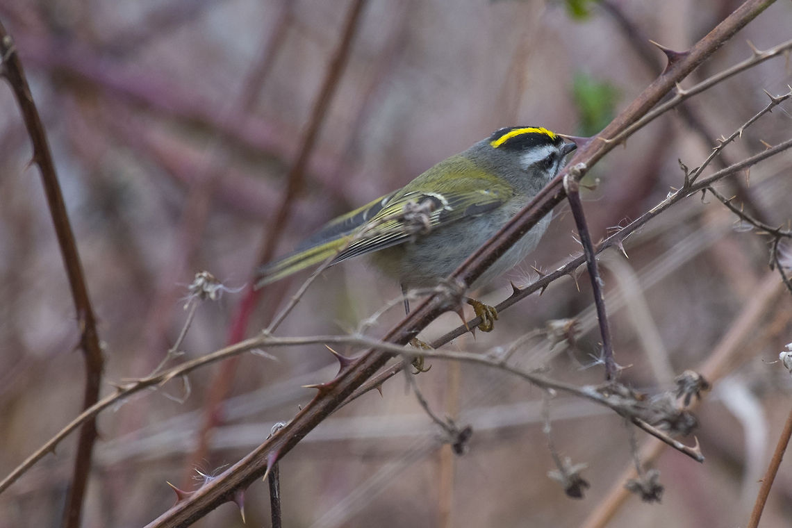 Golden Crowned Kinglet The amazing blurry bird&hellip;. I&#039;ve been chasing these abundant, but oh so wily, tiny birds around the last, probably 10 times I&#039;ve been out and this is the best photo I&#039;ve managed&hellip; and it&#039;s certainly not my piece de resistance&hellip; but this is the first I&#039;ve got that&#039;s better than a grey and yellow streak. They are quite wee, tend to hang about in dense underbrush or up in the tops of fir trees and they never, ever stop moving. Canada,Geotagged,Golden-crowned kinglet,Regulus satrapa