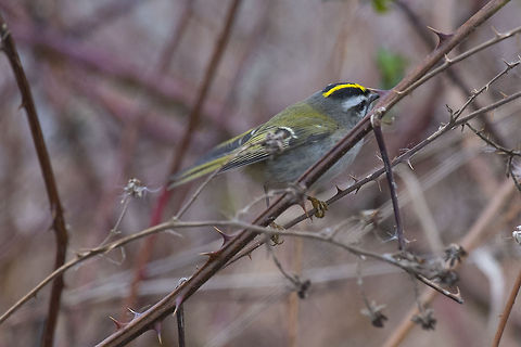 Golden Crowned Kinglet The amazing blurry bird…. I've been chasing these abundant, but oh so wily, tiny birds around the last, probably 10 times I've been out and this is the best photo I've managed… and it's certainly not my piece de resistance… but this is the first I've got that's better than a grey and yellow streak. They are quite wee, tend to hang about in dense underbrush or up in the tops of fir trees and they never, ever stop moving. Canada,Geotagged,Golden-crowned kinglet,Regulus satrapa