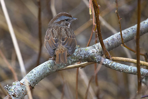 Song Sparrow, Pacific Northwest form  Canada,George C. Reifel Migratory Bird Sanctuary,Geotagged,Melospiza melodia,Song Sparrow