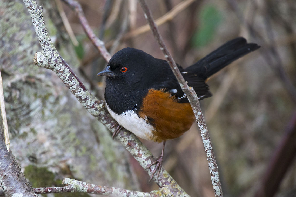 Spotted Towhee male  Canada,George C. Reifel Migratory Bird Sanctuary,Geotagged,Pipilo maculatus,Spotted towhee