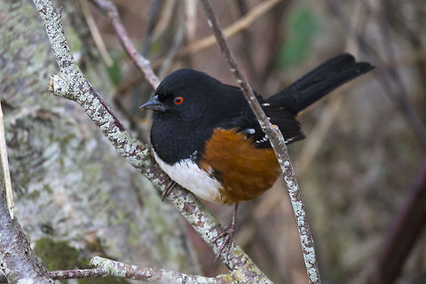 Spotted Towhee male  Canada,George C. Reifel Migratory Bird Sanctuary,Geotagged,Pipilo maculatus,Spotted towhee