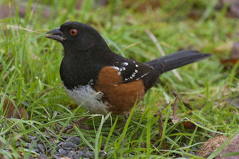 Spotted Towhee male  Canada,George C. Reifel Migratory Bird Sanctuary,Geotagged,Pipilo maculatus,Spotted towhee
