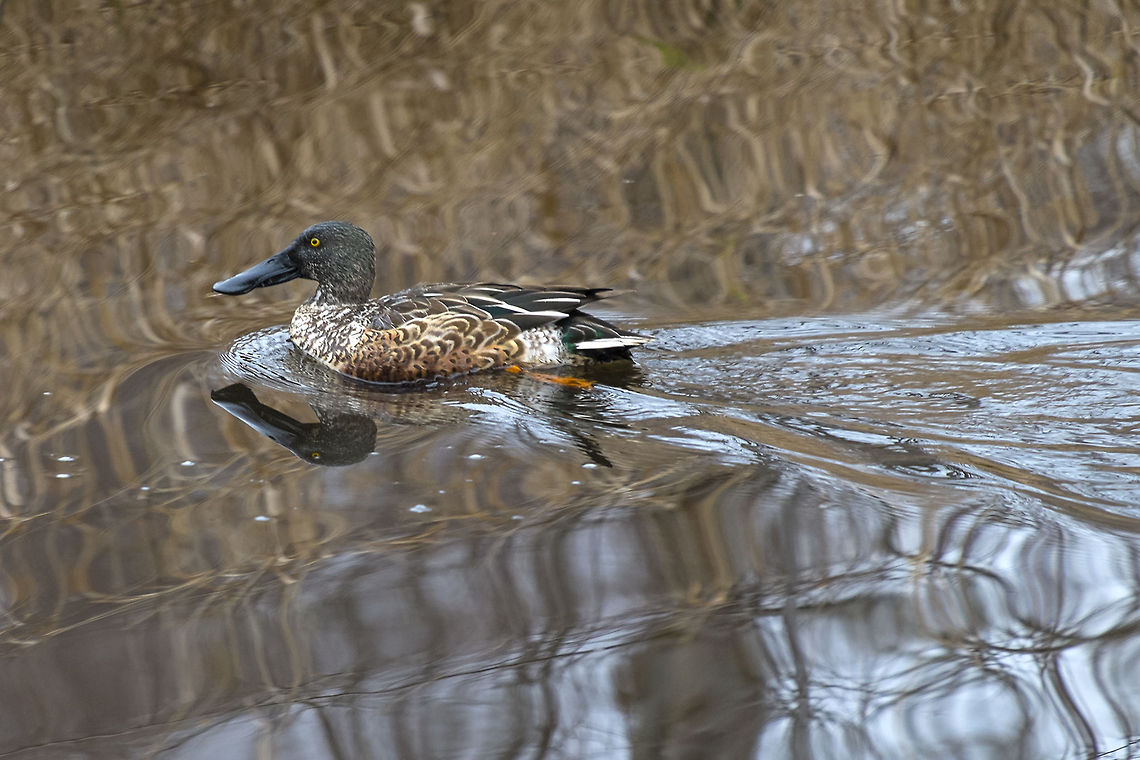 Northern Shoveler, male, eclipse plumage not looking as pretty as when he&#039;s wearing his breeding feathers, but you can tell he&#039;s a boy from his dark, black beak<br />
I love that the reflection shows off his big, broad bill. Also known as the Spoonbill. Anas clypeata,Canada,Geotagged,Northern Shoveler