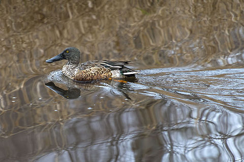Northern Shoveler, male, eclipse plumage not looking as pretty as when he's wearing his breeding feathers, but you can tell he's a boy from his dark, black beak
I love that the reflection shows off his big, broad bill. Also known as the Spoonbill. Anas clypeata,Canada,Geotagged,Northern Shoveler