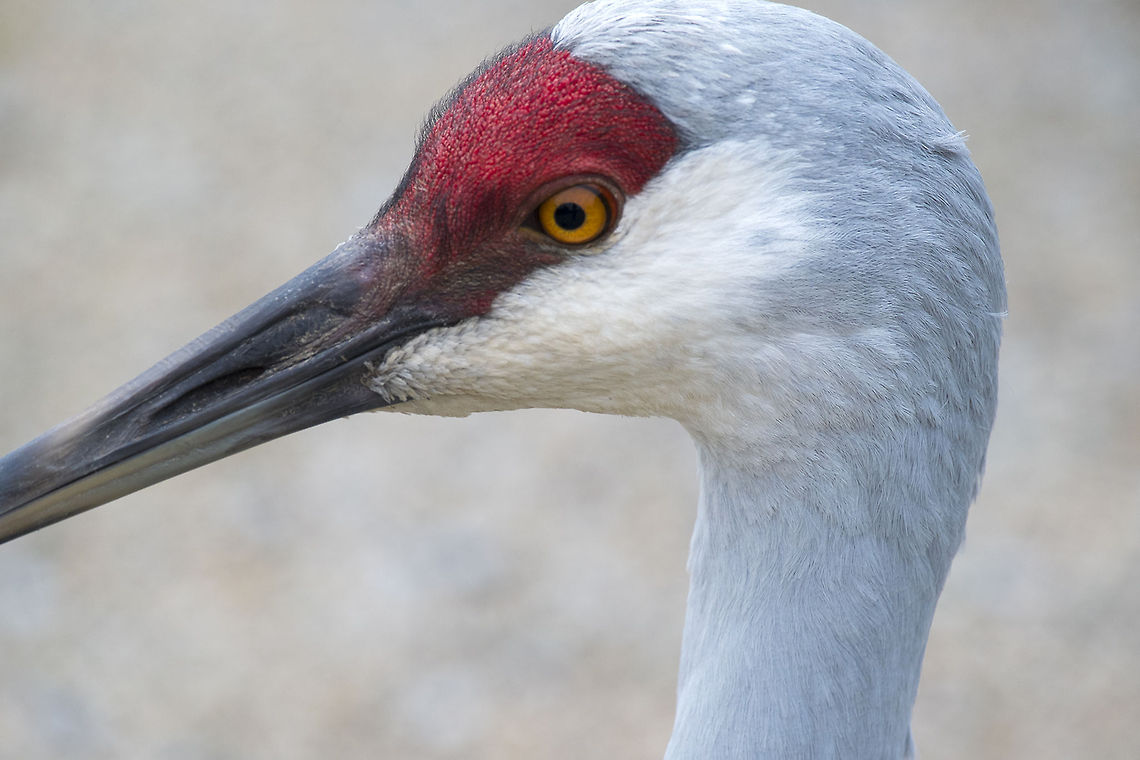 Sandhill Crane  Canada,George C. Reifel Migratory Bird Sanctuary,Geotagged,Grus canadensis,Sandhill Crane
