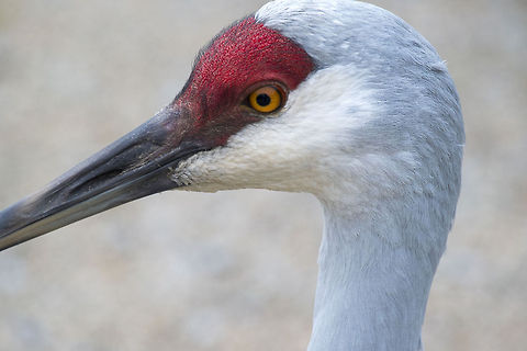 Sandhill Crane  Canada,George C. Reifel Migratory Bird Sanctuary,Geotagged,Grus canadensis,Sandhill Crane