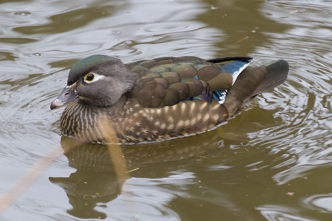 Wood Duck, female Lovely in her own right, when not being overshadowed by her brightly painted mate Aix sponsa,Canada,Geotagged,Wood duck