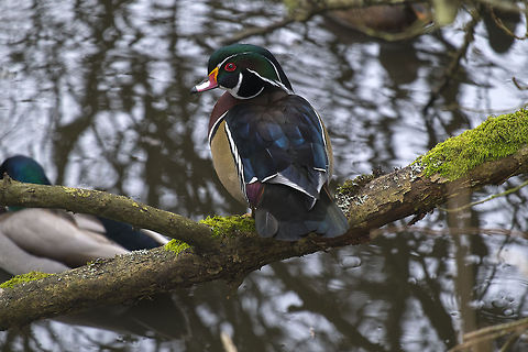 Wood Duck, male How lucky for me that these little beauties do have their breeding finery on Aix sponsa,Canada,Geotagged,Wood duck