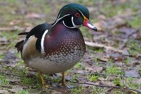 Wood Duck, male  Aix sponsa,Canada,Geotagged,Wood duck