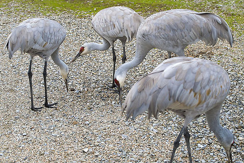 Sandhill Crane I'm not sure what they were getting, but these cranes were flipping over the small stones and finding something that they found quite tasty. Canada,George C. Reifel Migratory Bird Sanctuary,Geotagged,Grus canadensis,Sandhill Crane