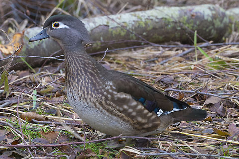 Wood Duck female These ducks live up to their name of wood, by nesting in holes high up in trees. The tiny chicks, before they can even fly, jump down from the tree to follow mom to the pond where they immediately begin to eat on their own. Their mom never feeds them, but does keep an eye on them as they grow up. Aix sponsa,Canada,Geotagged,Wood duck