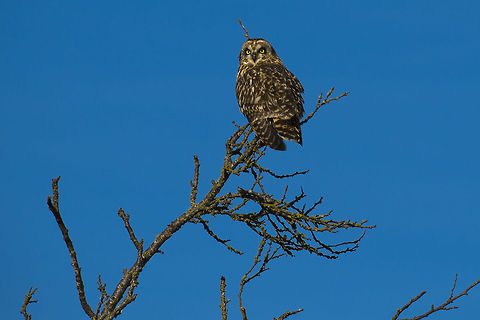 Short Eared Owl This owl was quite relaxed, so his "ears" aren't visible. Short Eared owls are day flying owls and this year Leque Island where this was taken seems to be a bit of an owl hot spot. In addition to at least 4-5 of these guys there were several long eared owls sleeping the day away in the dense brush. Bird watchers were quite excited to see them, as long eared owls are said to be rare in this area. Asio flammeus,Geotagged,Short Eared Owl,United States