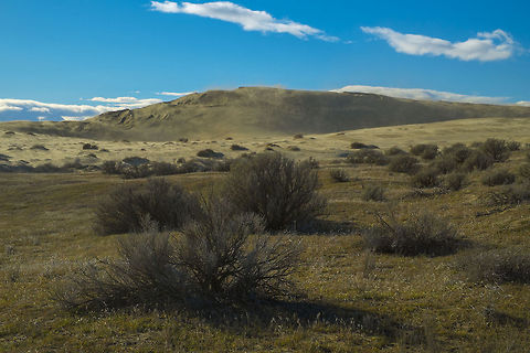 Washington Shrub Steppe Arid, but not quite desert, shrub steppe gets enough water to support grasses, shrubs and ground covers. Much of Washington's shrub steppe areas have been converted to rangeland or farming, but this section has been preserved for many years due to it's proximity to the Hanford Nuclear reservation. It is a habitat for several interesting and even endangered species like burrowing owls and pygmy rabbits, but being winter most of the critters have packed themselves away for the season (though that also means no rattlers out either), so we only spotted a few birds of prey from afar and one lone mule deer with binoculars, but we still got to experience a disappearing Washington landscape.  Artemisia tridentata,Geotagged,United States,Winter