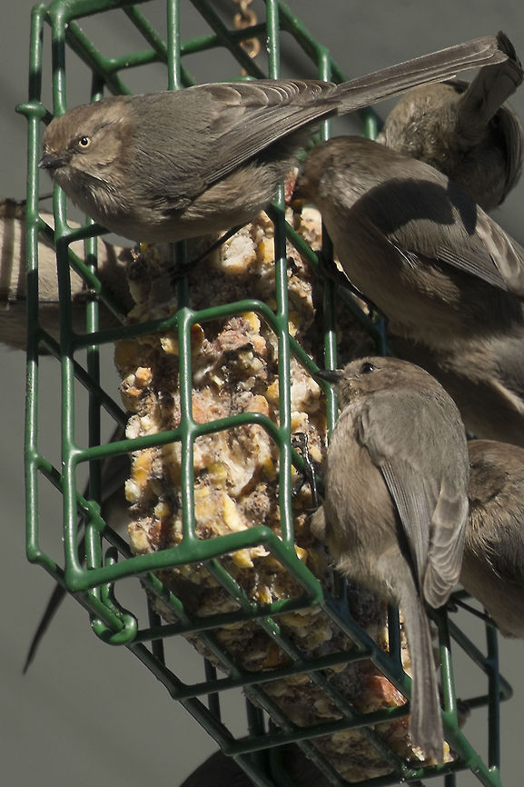 American Bushtits These tiny birds (smaller than chickadees) are common in the woods around here, but have recently become city dwellers too. At first it was just during the winter, but the last year or two they&#039;ve been year round residents. I put a suet block out for them in the colder months and they reward me by creating amusing little feather balls out of it (the number on there in this picture is probably less than half of how many I&#039;ve seen occupy it all at once). They are so small they fit inside the suet cage squares and are often found inside when the block starts getting low. The females (top) have light eyes and the males (bottom) dark. American bushtit,Geotagged,Psaltriparus minimus,United States,Winter