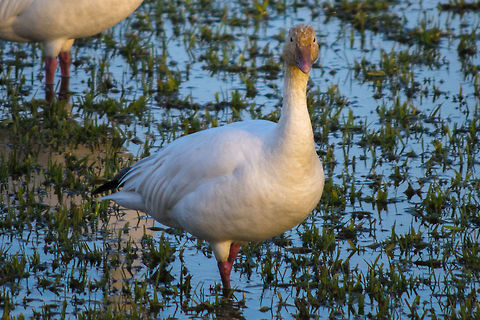 Snow Goose, immature white morph  Chen caerulescens,Geotagged,Snow goose,United States,Winter