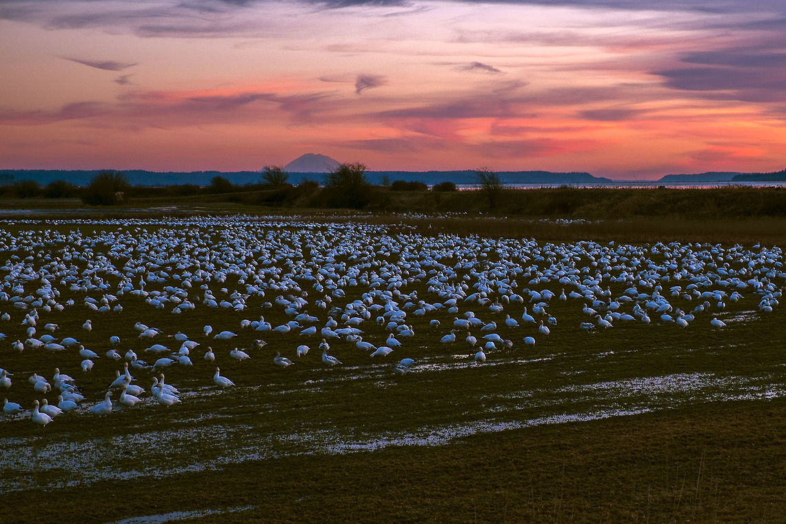 Snow Goose Sunset Every year tens of thousands of snow geese overwinter in the Skagit Valley in Washington State. The state works with local farmers, paying them to plant winter cover crops that the geese can eat and designating their fields as sanctuary for the season. Most of the visitors are snow geese, but there are sometimes swans as well. Chen caerulescens,Geotagged,Snow goose,United States,Winter
