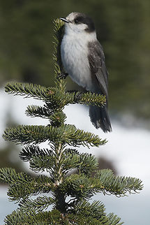 Camp Robber These little guys are quite the characters. They saw us having lunch and all converged on us, landing on our snowshoe toes and even my husbands hat. We didn't let them have any, so they moved on to the next party down. Geotagged,Gray Jay,Perisoreus canadensis,United States,Winter