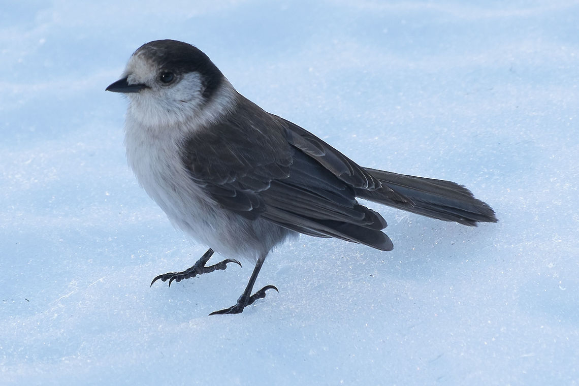 Gray Jay  Geotagged,Gray Jay,Perisoreus canadensis,United States,Winter