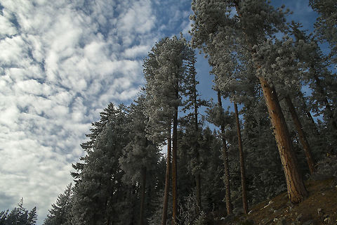 Ponderosa Pine Trees Ponderosa pines covered in frost. I'd bet when wooden ship builders stumbled across eastern Washington they must have just about wee'd in their pants - as far as the eye can see big, tall, straight trees. Everywhere you look a perfect mast.

Interestingly enough, I've done a bit more research and can't find any mention of using ponderosas as ships masts. They seem so ideal to me - very tall, with many being arrow straight and with few side branches, mostly near the top, but they must have other qualities that make them less than ideal. I did read that the wood is soft, so perhaps they are simply not strong enough. They are rather majestic trees and the sparse dry forests that they exist in are one of my favorite landscapes. In the summer, when it is hot, they smell absolutely delicious. Geotagged,Pinus ponderosa,United States,Winter