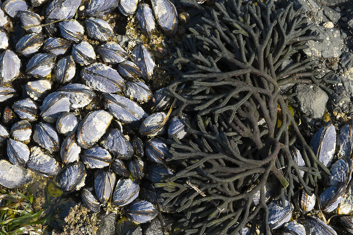 Dead Man's Fingers Here&#039;s one to add to the invasive species list, though I&#039;m not sure if on this beach it is. It&#039;s somewhat unclear to me if it&#039;s invasive on the Pacific coast of the US or not, but it is on the Atlantic. It is thought to have originated in the oceans near Japan. Codium fragile,Geotagged,Invasive species,Spring,United States
