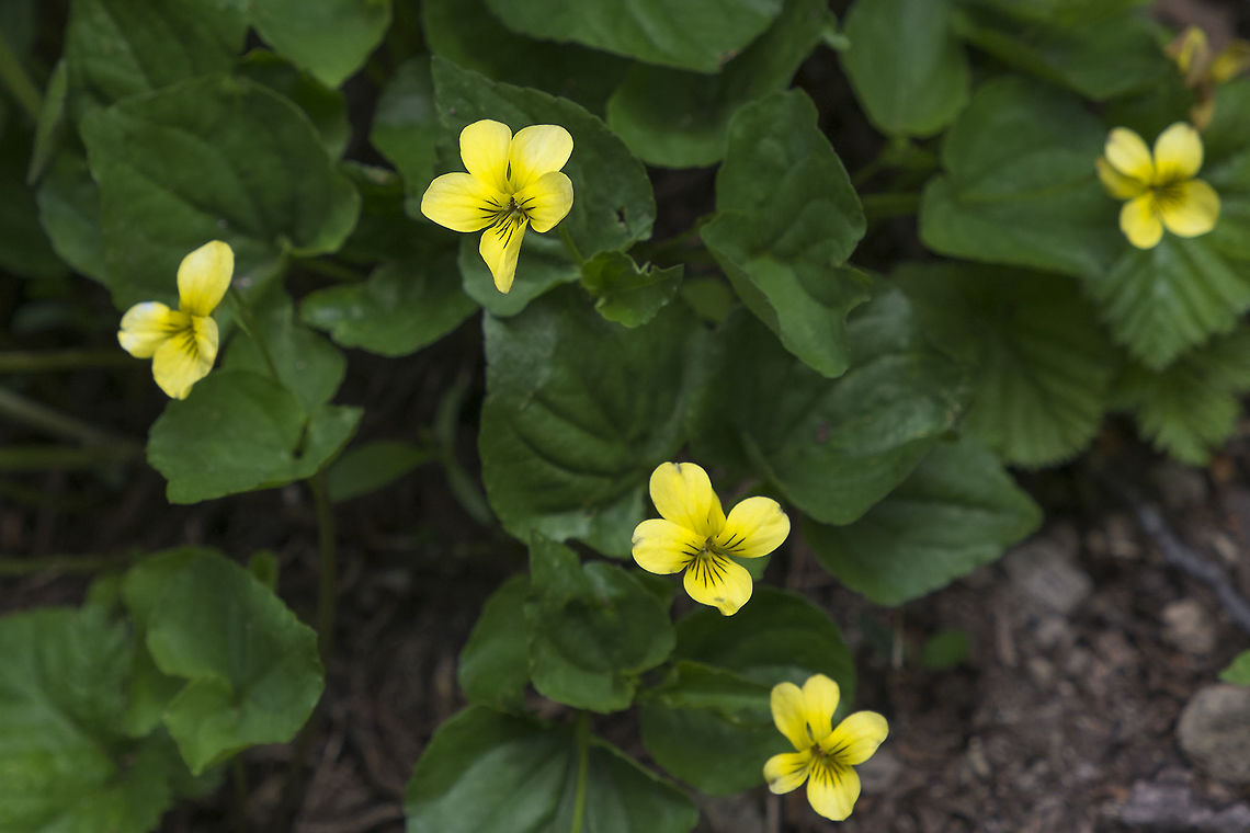 Wild Yellow Violets native to Washington state Geotagged,Summer,United States,Viola glabella