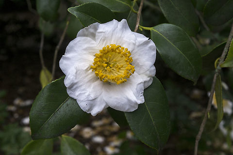 White camellia took a walk around the arboretum today and found a few late winter/early spring bloomers Camellia japonica,Geotagged,Japanese Camellia,United States,Winter
