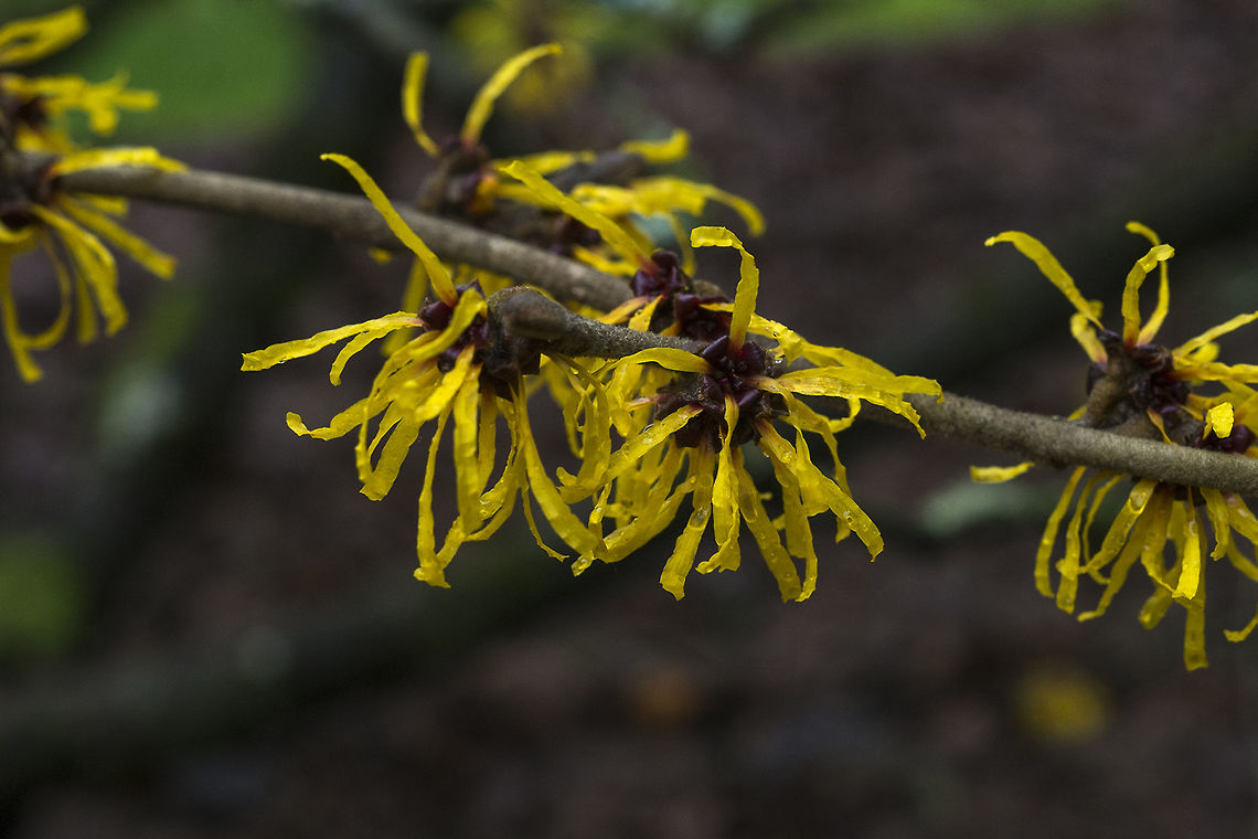 Witch Hazel tree - hybrid These shrubs/little trees bring a little bright into the winter and they smell incredibly nice Geotagged,Hamamelis × intermedia,United States,Winter,hybrid witch hazel