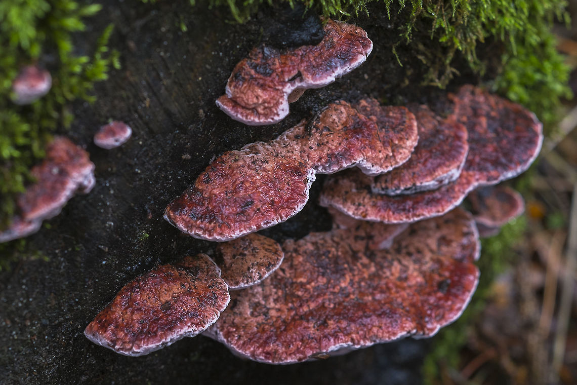 Resinous Polypore The description says brown, but this shelf bracket seems to appear reddish at times too. This one was quite damp so didn&#039;t look particularly velvety at the time. Geotagged,Ischnoderma resinosum,United States,Winter
