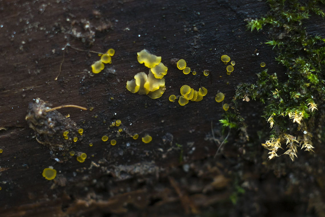 Tiny orange cup fungi - Orbilia xanthostigma It&#039;s entry in Encyclopedia of life- <a href="http://eol.org/pages/1030019/overview" rel="nofollow">http://eol.org/pages/1030019/overview</a> Common Glasscup,Geotagged,Orbilia xanthostigma,United States,Winter