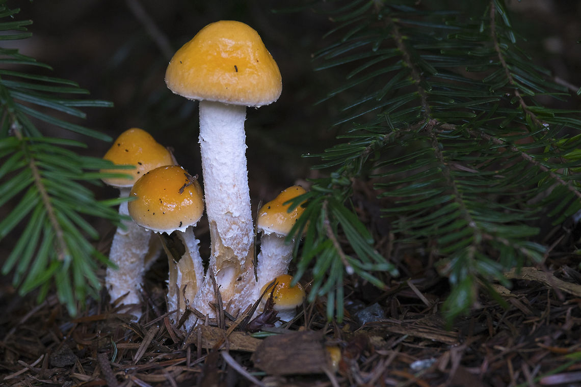 Yellow mushroom, white stem Some sort of amanita? Geotagged,Questionable Stropharia,Stropharia ambigua,United States,Winter