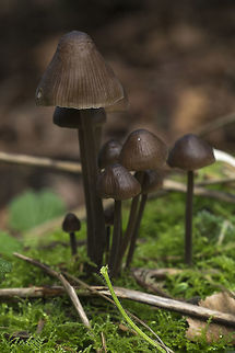 Entoloma cetratum