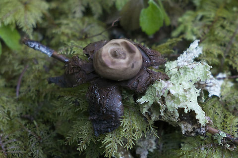 Old earthstar This earthstar is quite a bit past it's prime, but they are relatively rare around this area, so I didn't want to pass even this rather dried up specimen by Geastrum saccatum,Geotagged,United States,Winter