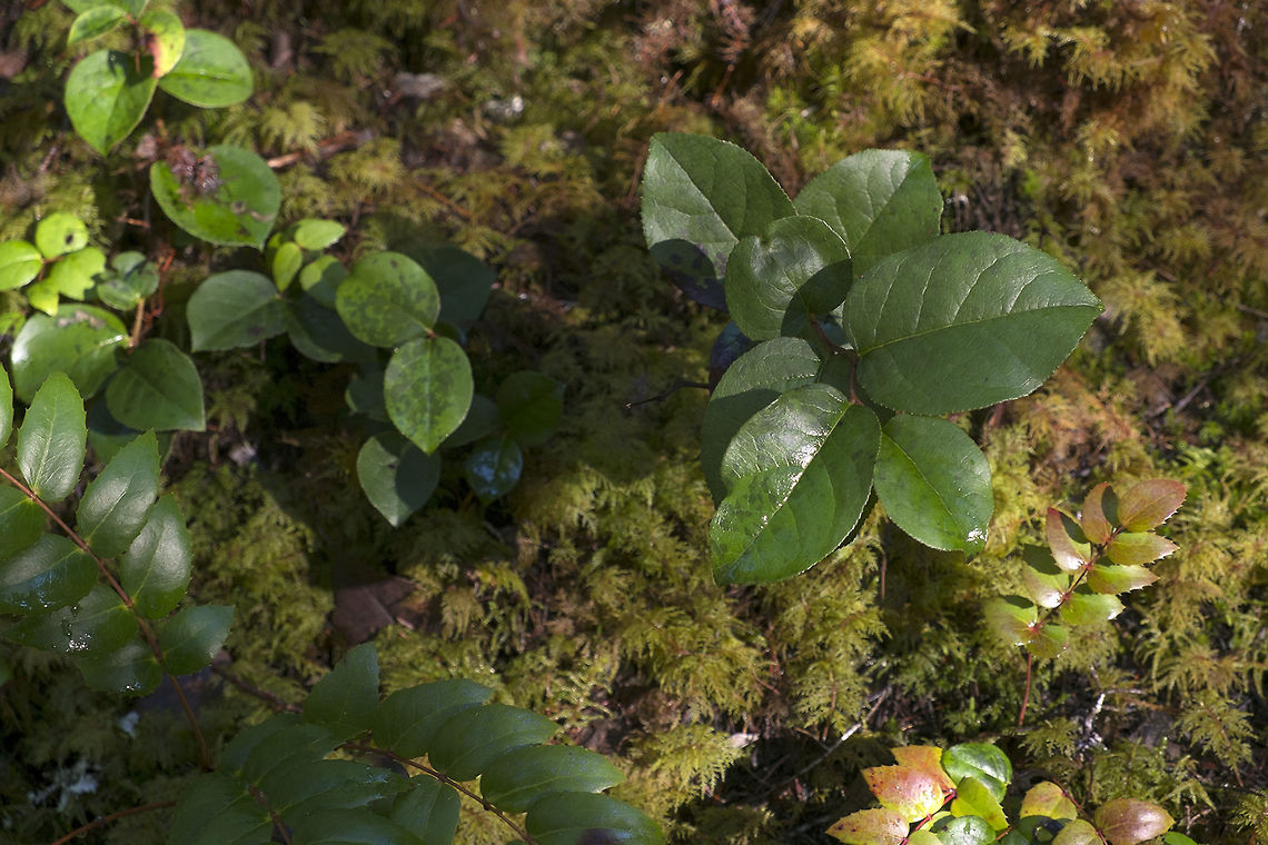 Salal The woods out here are usually full of this evergreen. Much of what goes into flower arrangements is collected in the wild from the forests along the Pacific Northwest coast. There's some oregon grape in the lower left corner, which is a favorite among brush pickers as well.  Gaultheria shallon,Geotagged,United States,Winter
