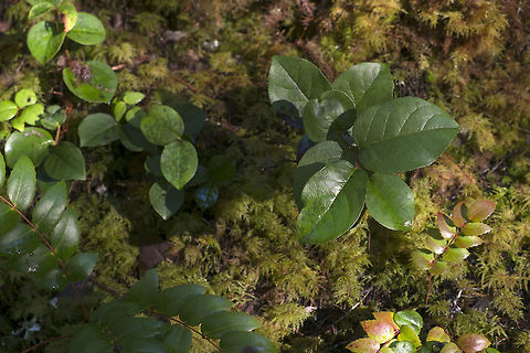 Salal The woods out here are usually full of this evergreen. Much of what goes into flower arrangements is collected in the wild from the forests along the Pacific Northwest coast. There's some oregon grape in the lower left corner, which is a favorite among brush pickers as well.  Gaultheria shallon,Geotagged,United States,Winter