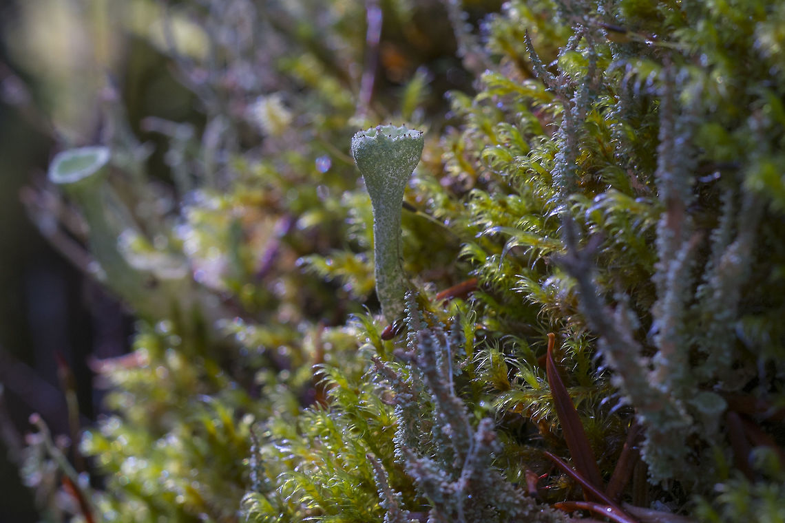lichen cladonia spp - with a little more research, I'm thinking this is probably as close as I'll be able to say without having taken a sample&hellip;  Geotagged,United States,Winter