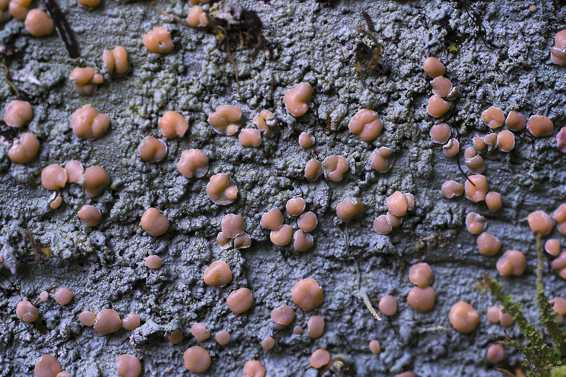 Fairy Barf Lichen - Icmadophila ericetorum lol.. gotta love the common name<br />
<a href="http://faculty.wwu.edu/fredr/Lichens/Ichmadophila.htm" rel="nofollow">http://faculty.wwu.edu/fredr/Lichens/Ichmadophila.htm</a><br />
a little more info - <a href="http://en.wikipedia.org/wiki/Icmadophila" rel="nofollow">http://en.wikipedia.org/wiki/Icmadophila</a><br />
not a great deal of info on this, but seems to be not uncommon around here - easier found under it's common name&hellip; of fairy barf, and fortunately only one species grows here in North America so ID is pretty easy Fairy's barf lichen,Geotagged,Icmadophila ericetorum,United States,Winter