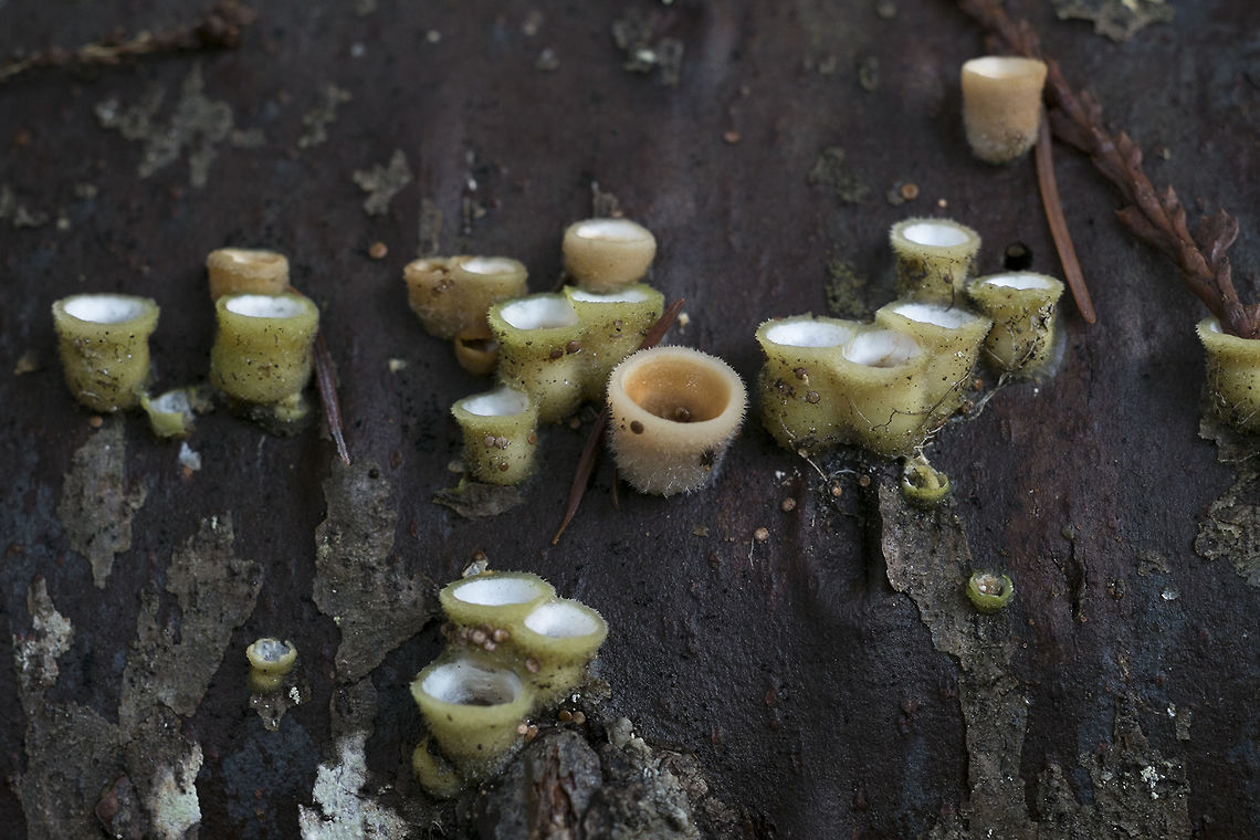 Bird's Nest fungi I think I'd always overlooked this rather small, but interesting fungi until I knew what I was looking for, but even after I started noticing it, the instances were pretty scattered and usually only a few cups at at time - well this time I found a whole downed tree totally covered on one side in a large colony. I've never seen so many in one place before. The "eggs" were mostly already dispersed and I'd guess these were probably from the fall, but the mild winter we've been having has preserved them. Geotagged,Nidula candida,United States,Winter
